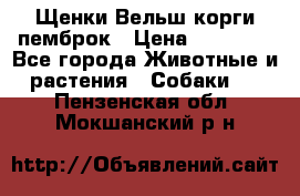 Щенки Вельш корги пемброк › Цена ­ 35 000 - Все города Животные и растения » Собаки   . Пензенская обл.,Мокшанский р-н